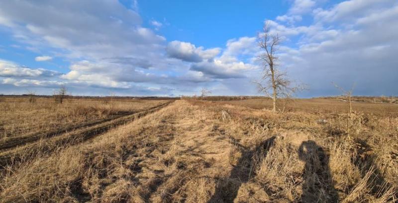 На Полтавщині розпочалось відновлення дубової лісосмуги