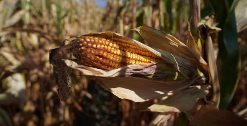 В Чикаго різко зросли ціни на с/г продукцію