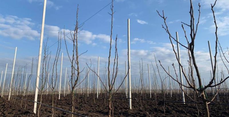 Сади Дніпра розпочали висаджувати грушевий сад