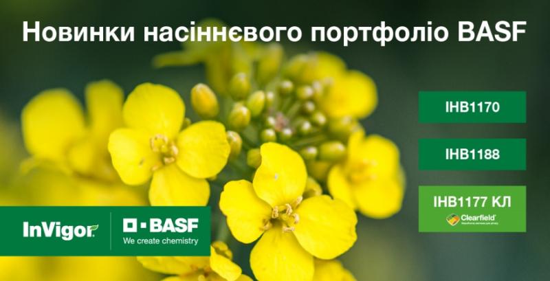 BASF виводить на ринок нові стресостійкі гібриди озимого ріпаку 