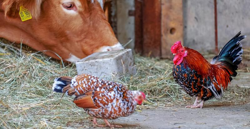 В Україні продовжує скорочуватися поголів’я ВРХ та птиці