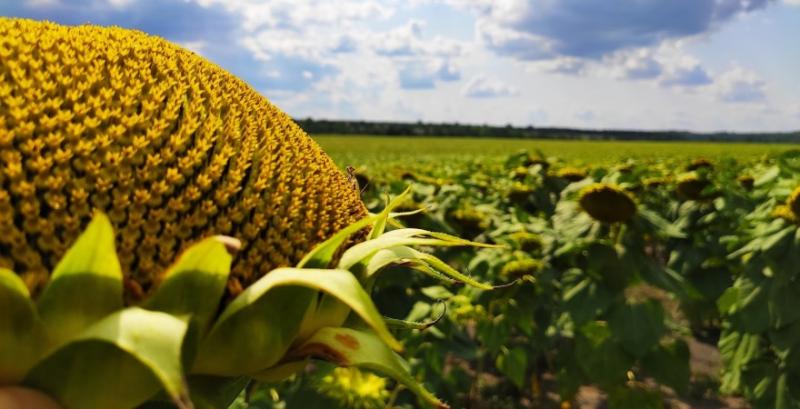 На Чернігівщині аграрій засіяв соняшником берег річки