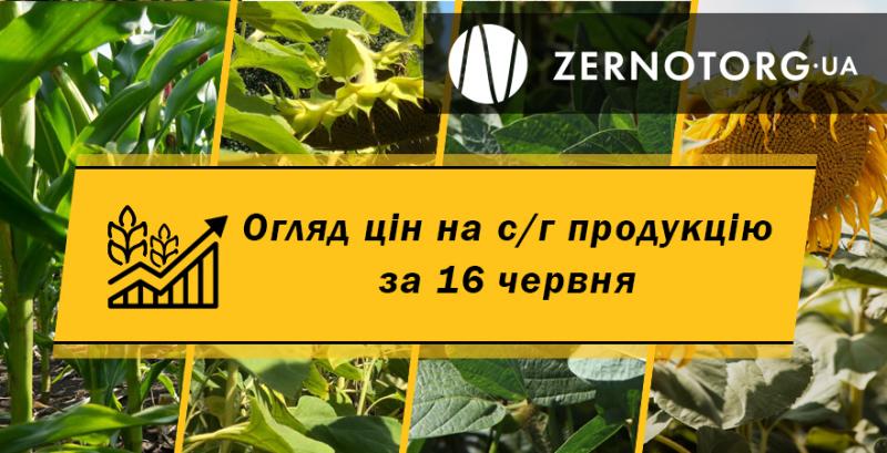 Ціни на зернові та олійні — огляд за 16 червня від Zernotorg.ua