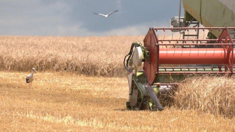 На Херсонщині розпочали збір ранніх зернових культур