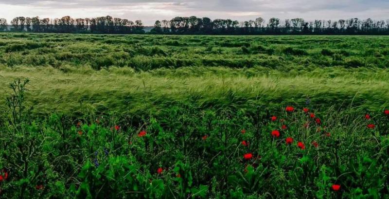 Аналітики  розповіли про вплив погодних умов на стан зернових культур