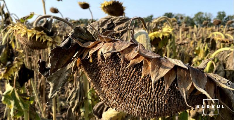 USDA прогнозує збільшення світового врожаю соняшнику