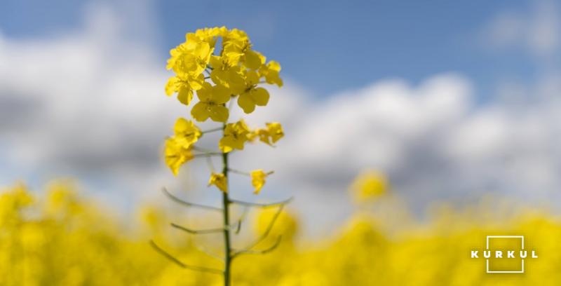 В Україні стартували жнива ріпаку