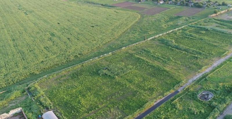 На Херсонщині виявили конопляне поле під зрошенням