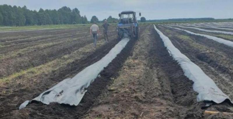 Волинські фермери розширюють площі під лохиною