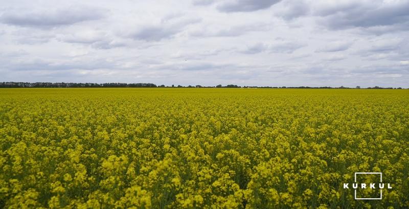 Фахівець розповів, як забезпечити безконкурентний простір для озимого ріпаку восени