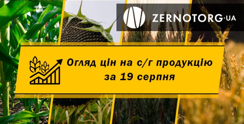 В Україні дорожчають зернові та олійні — огляд за 19 серпня від Zernotorg.ua