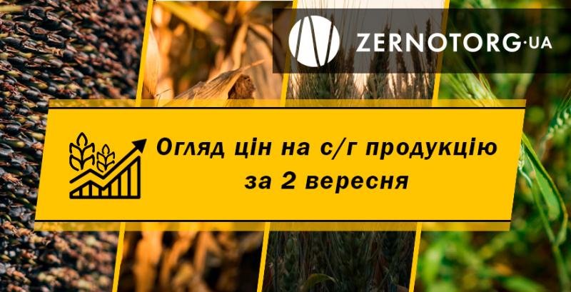 В Україні подорожчала пшениця — огляд за 2 вересня від Zernotorg.ua