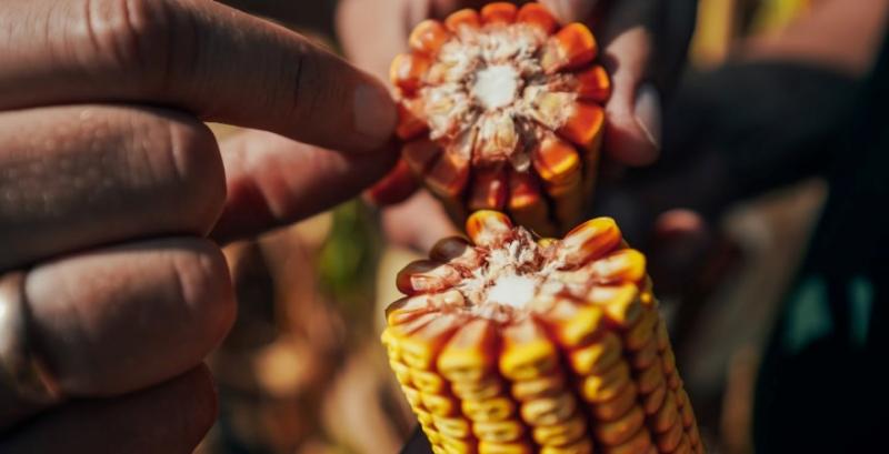 В Чикаго різко знизились ціни на с/г продукцію