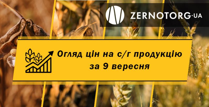 Ціни на зернові та олійні — огляд за 9 вересня від Zernotorg.ua