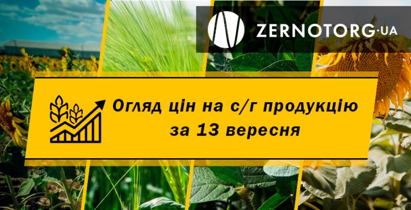 В Україні подорожчав соняшник — огляд за 13 вересня від Zernotorg.ua