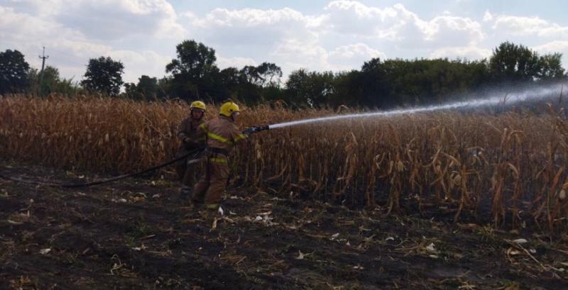 На Полтавщині горіло поле кукурудзи