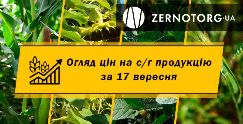 В Україні подорожчав соняшник — огляд за 17 вересня від Zernotorg.ua