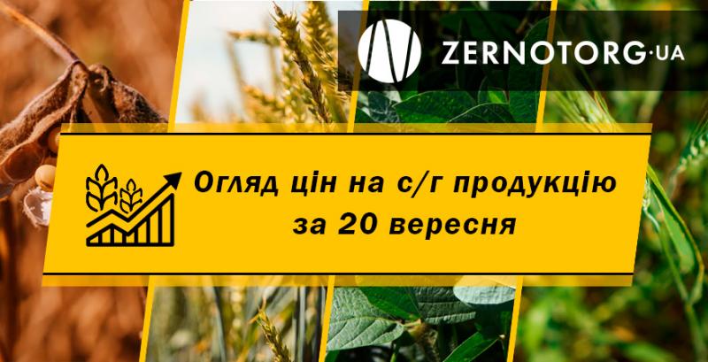 В Україні подорожчала кукурудза — огляд за 20 вересня від Zernotorg.ua