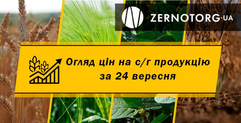 Ціни на зернові та олійні — огляд за 24 вересня від Zernotorg.ua