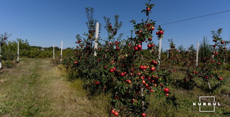 Українських садівників закликали кооперуватись