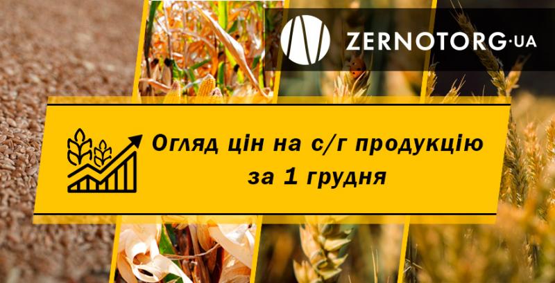 В Україні продовжує дорожчати пшениця — огляд за 1 грудня від Zernotorg.ua