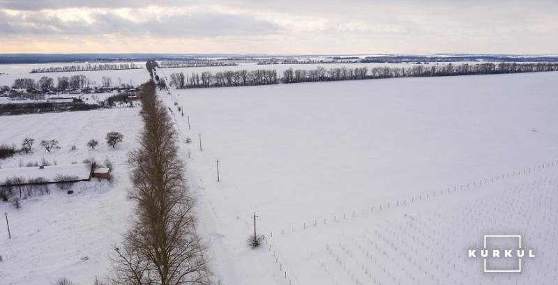 Сніг в полі