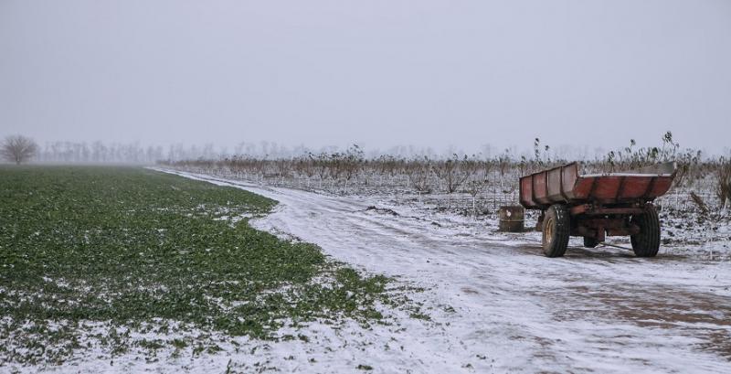 Озимина під снігом