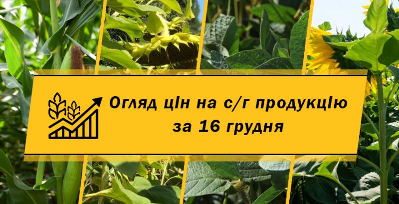 Ціни на зернові та олійні — огляд за 16 грудня від Kurkul.com