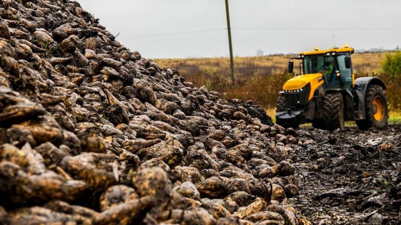 Експорт цукру заборонено до 15 вересня