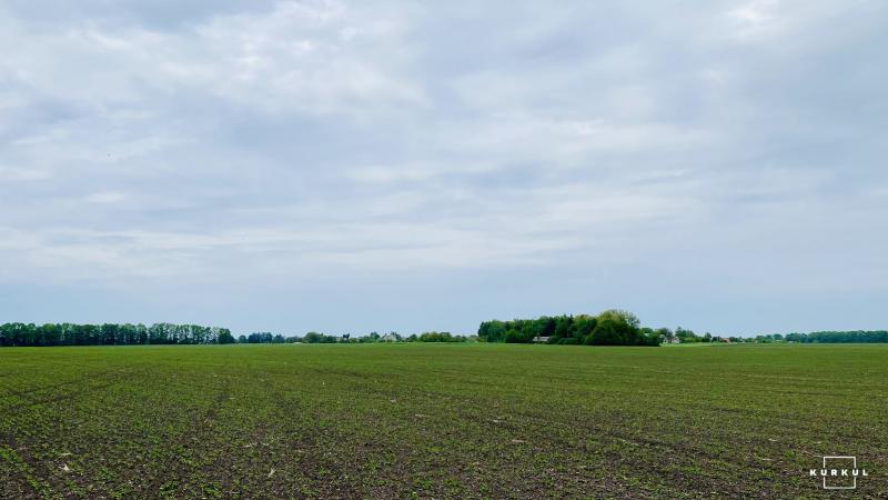 Помічено масове поширення кукурудзяного метелика — Держпродспоживслужба