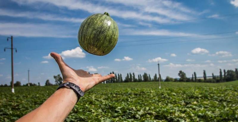 Виробництво херсонських кавунів скоротилось у понад 25 разів