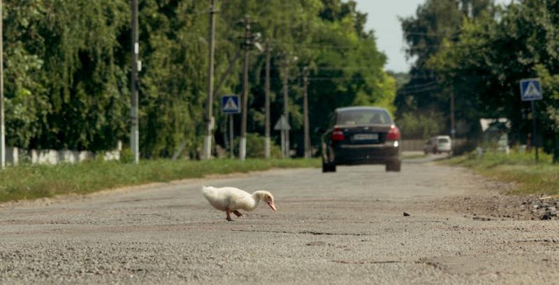 В Україні зафіксовано пташиний грип