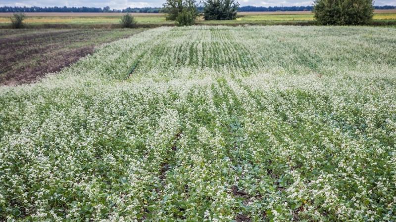 Українські виробники гречки змагаються за контракти Міноборони