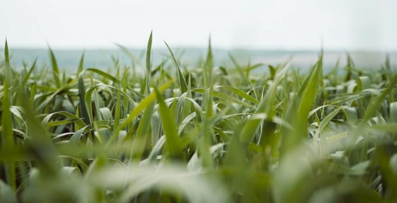 Розвиток ранніх зернових розпочався майже на місяць раніше середніх багаторічних строків — агрометеорологи