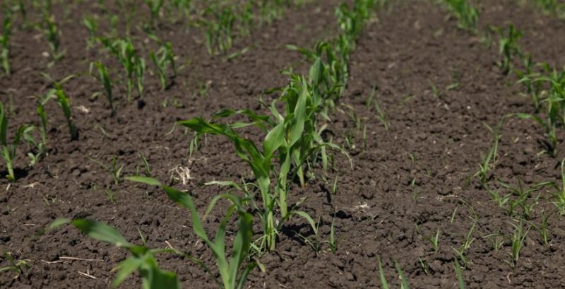 Американські аграрії засіяли кукурудзою 27% площ