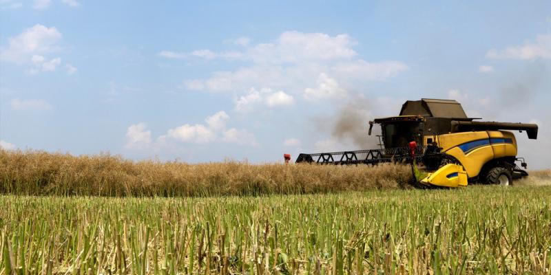 В цьому сезоні на посівах озимих варто провести десикацію