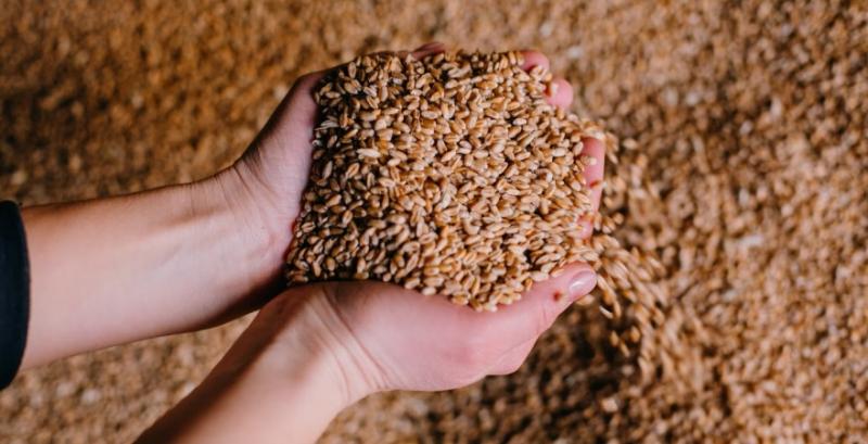 Гуманітарну програму Grain From Ukraine планують розширити на інші регіони світу