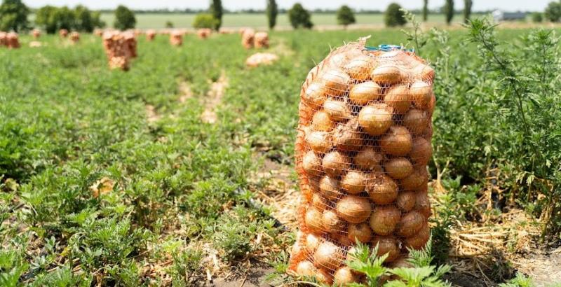 Українські фермери зазнають збитків через падіння цін на цибулю