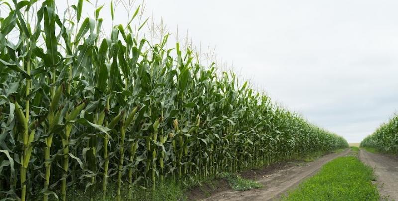 Відтепер аграрії можуть купувати добрива Makosh за спеціальними умовами 