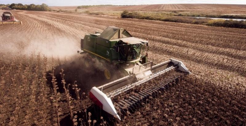 Збір соняшника майже завершено, врожай нижчий за торішній