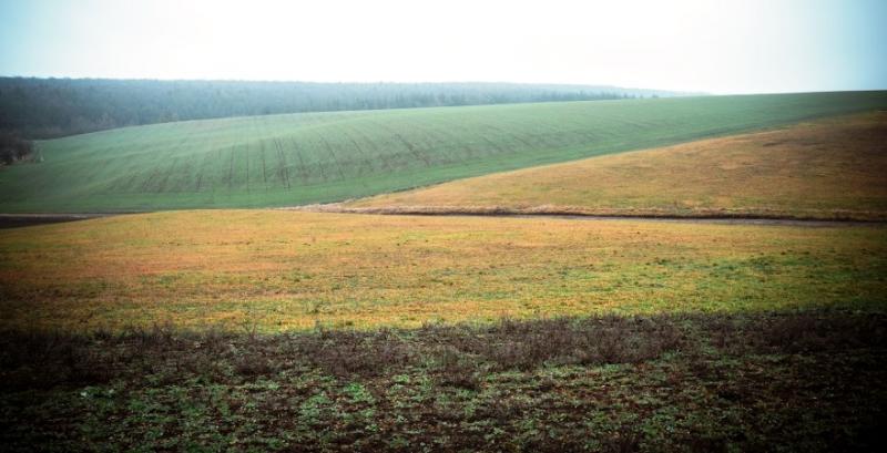 Поля агрокомпанії «Флора А.А.»